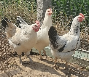 柴母鸡农家散养花柴鸡草鸡土鸡五谷跑山无公害农产品现杀现发