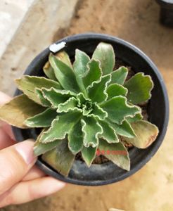 多肉植物 新品法师 晶钻绒莲 进口稀有品种 满包邮振兴多肉园