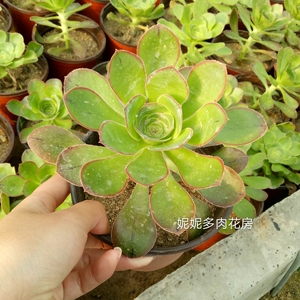 00彼岸花犹在99淘宝艳姿缀化 燕姿法师缀化 多肉植物稀有老桩 进口