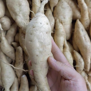 白皮白心人参薯板栗红薯白心红薯贵族人参薯