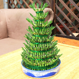 节节高富贵竹富贵塔室内绿植花卉八层九层开运竹盆栽开业送礼植物