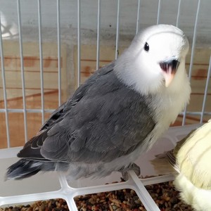 墨银顶鹦鹉桃脸手养亲人小鸟活体紫罗兰黄绿桃玄凤大头蓝银绿金