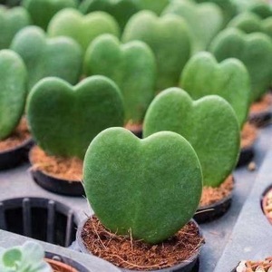 心叶球兰 多肉植物心形植物 情人节绿植礼物防辐射盆