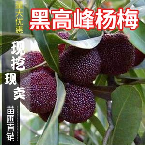 台湾黑高峰杨梅苗 比东魁杨梅早熟的杨梅 嫁接大果黑杨梅当年结果