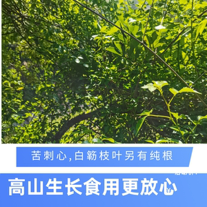 三叶五加刺苦刺心新鲜白簕枝叶白刺三加皮苦枝叶纯根中药材小苗