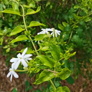 中药材扭肚藤新鲜谢三娘白花茶白金银花中草药左扭肚毛毛茶枝叶