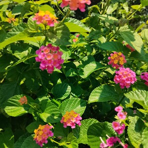 广西新鲜马缨丹生中草药材五色梅臭草皮肤宝宝洗澡枝叶五色花1人付款