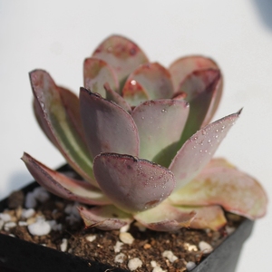 阳辰多肉植物 耶罗 山地玫瑰 粉山地 一物一拍 满68元包邮