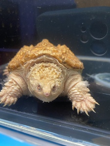 馨怡宝贝2011222淘宝变异小鳄龟乌龟活体白化柠檬鳄龟橙子鳄龟黄化