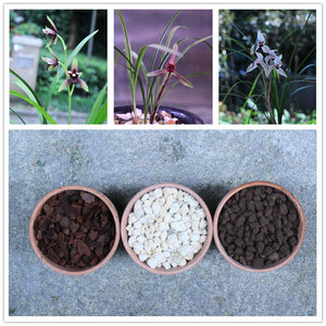 大仙国风兰苑 兰花土国兰混合植料老三样树皮仙土植金石2.5kg包邮