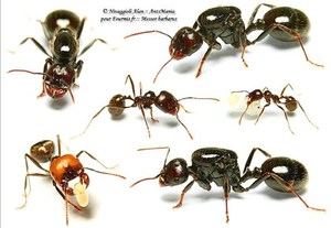 原生收获蚁 野蛮收获蚁 宠物蚂蚁 新后 带工小群落 活体蚂蚁
