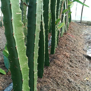 仙人三角三角柱