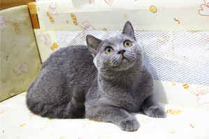 【小雏菊猫舍】英国短毛猫纯蓝色母mm幼猫活体宠物小母猫