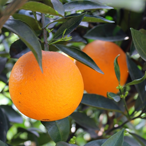 现摘应季鲜橙秭归伦晚甜橙新鲜时令孕妇水果脐橙春橙 手剥橙浓甜