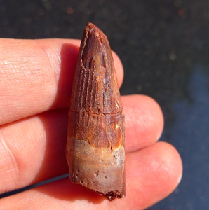 摩洛哥白垩纪棘龙牙化石j245