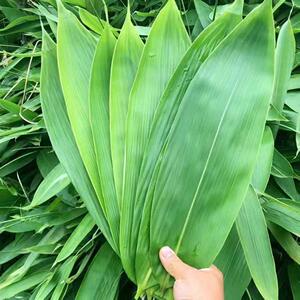 100新叶箬叶天然粽子粽叶四川叶纯片大子叶叶包超大新鲜免邮