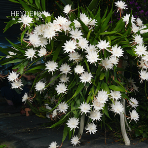 海妈菜园昙花小叶卷叶趣味阳台庭院可垂吊植物耐阴花苗盆栽可食用