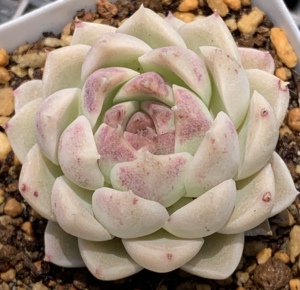 【紫月影多肉】紫月影多肉品牌,价格 - 阿里巴巴