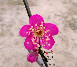 红千鸟梅花