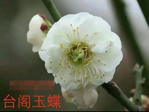 beerba淘宝原生梅花树苗宫粉红梅骨里红绿萼梅玉蝶送春白须台阁盆景