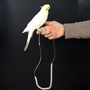 鹦鹉玄凤遛鸟牵引绳子小太外出防逃钢丝包胶虎皮牡丹(不含脚环)