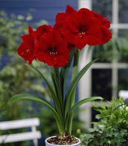 00同款货源tb555595566淘宝朱顶红红狮5厘米开花球0人付款3.00