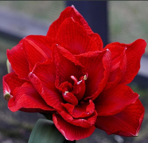 现货 马拉加 秘鲁进口大红色重瓣朱顶红 荷兰花园艺