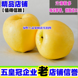 苹果树苗黄香蕉 又名金帅 黄元帅 金冠苹果南方北方种植当年结果