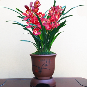 兰花苗【金凤凰】矮种金边建兰花卉绿植兰草阳台客厅办公室小盆栽