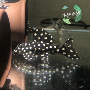 l471 l201皇后雪球异型鱼 南美雪球异形清洁热带鱼活体底栖鱼淡水