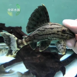 l191哥绿异型鱼 南美 哥伦比亚绿皮皇冠豹 异形清道夫热带观赏鱼