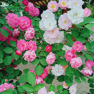 十姐妹多花蔷薇苗爬藤四季庭院阳台浅粉色浓香爬墙花卉绿植物盆栽