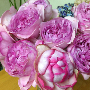 伊芙索菲亚月季