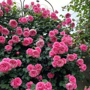 粉色达芬奇藤本月季花苗盆栽特大花浓香四季阳台庭院花卉植物粉达