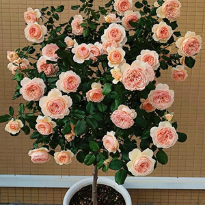 真宙棒棒糖树状月季花树苗特大花浓香玫瑰四季开阳台庭院绿化植物