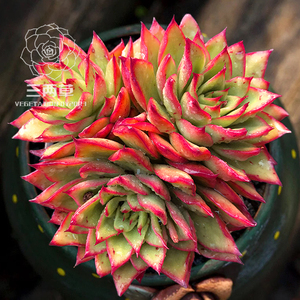 【一物一拍】吉赛尔 多肉植物 多头群生韩国大棚花卉