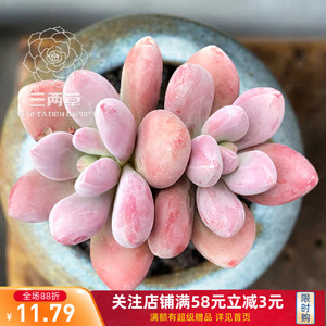 【一物一拍】虞美人 群生多头老桩桃蛋多肉植物萌肉肉 大棚直销