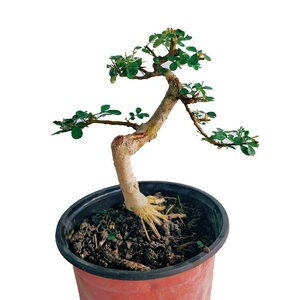 对节白蜡微小盆景一物一拍熟桩办公桌书房阳台小盆栽掌上微盆w