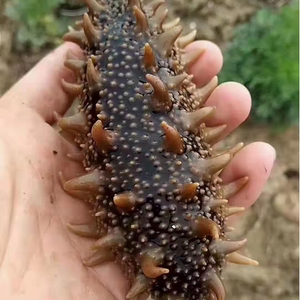 10斤鲜活山东威海本地野生海参活海参海鲜水产包邮