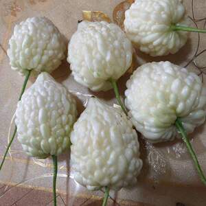 新鲜苹果苦瓜5斤台湾白玉苦瓜可生吃水果白苦瓜现摘现发包邮3尝鲜