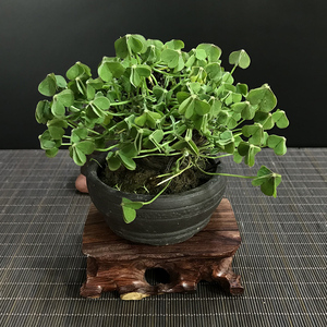 三叶草微型盆景 小品盆栽老桩根球 造型盆景 吸甲醛 带盆微盆之家