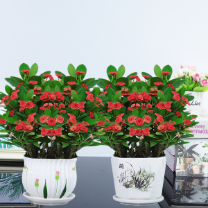 铁海棠盆栽花卉绿植物四季开花虎刺梅水培养殖观花净化空气绿植