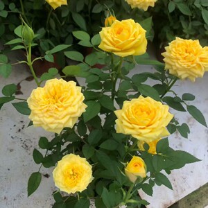 盆栽玫瑰-辉煌宝石系列亮色月季四季开花带花带花苞绿植盆花