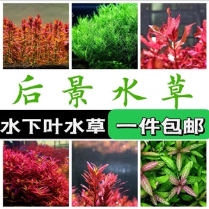 鱼缸活体水草中景后景荷兰景水草红绿宫廷绿菊蜈蚣草印度小竹节