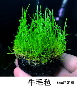 鱼缸活体水草造景前景草 牛毛毡坨草 不需水草泥入缸成景懒人水草