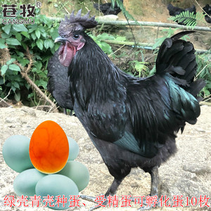 苍牧10枚五黑绿壳鸡受精蛋可孵化黑肉种蛋农场直发可产绿鸡蛋包邮