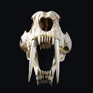 剑齿虎 北极熊头骨动物头骨模型树脂骷髅头装饰摆件
