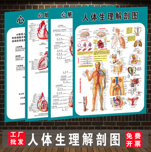 人体生理解剖图女性生殖系统图男女泌尿生殖器医学宣传画挂图海报