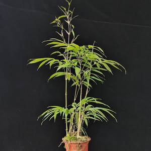 耐寒四方竹筇竹子苗食用冬笋盆栽地栽盆景树苗南北方易活易养绿植