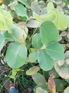 印度檀香紫檀苗 小叶紫檀苗树苗 庭院红木 珍名贵办公盆栽趣味苗